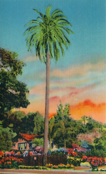 'Serra Palm. The First Palm Tree in California', c1941. Artist: Unknown.