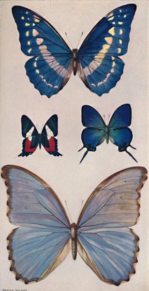'Some of Rio's Butterflies', 1914. Artist: Patten Wilson.