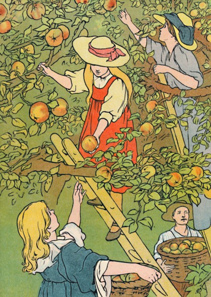 'Picking the Fruit', 1912. Artist: Charles Robinson.