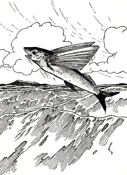 'The Flying Fish', 1912. Artist: Charles Robinson.