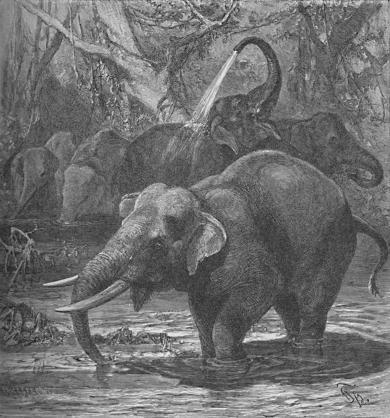 'Indian Elephants Bathing', c1900. Artist: Helena J. Maguire.