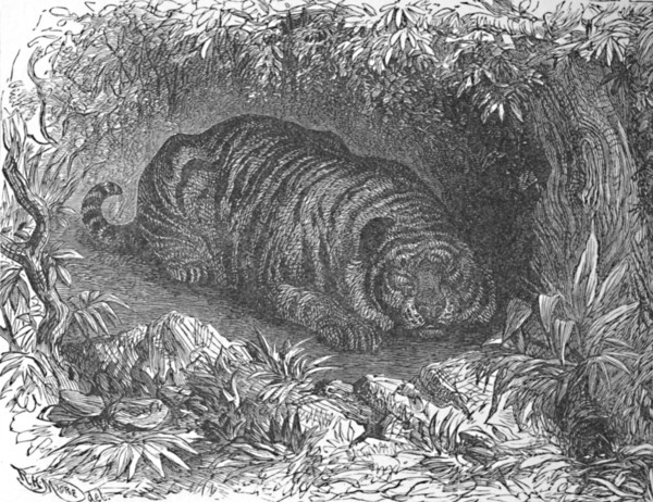 'An After-Dinner Nap, c1900. Artist: Helena J. Maguire.
