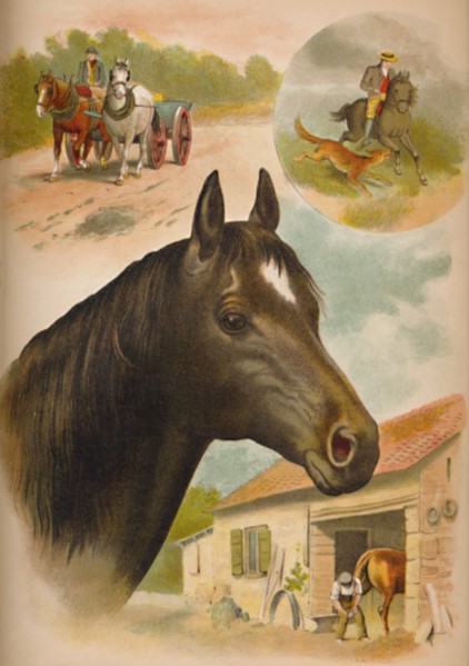 'The Horse', c1900. Artist: Helena J. Maguire.