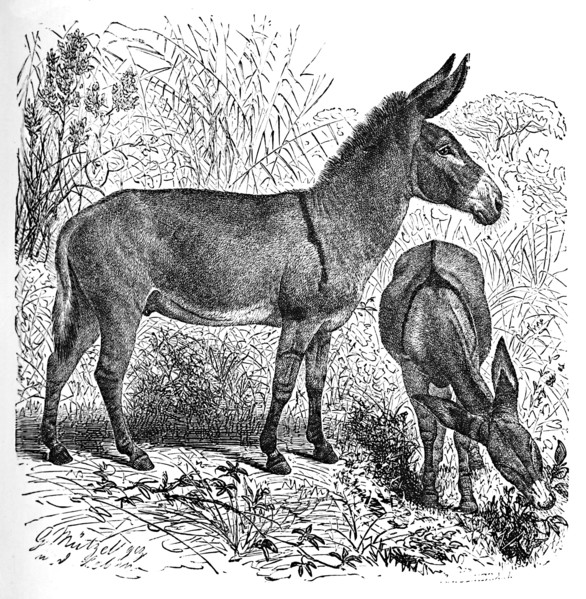 'African Wild Ass', c1900. Artist: Helena J. Maguire.