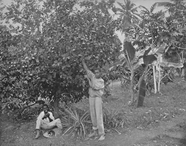 'Orange-Picking in Jamaica', 19th century. Artist: Unknown.