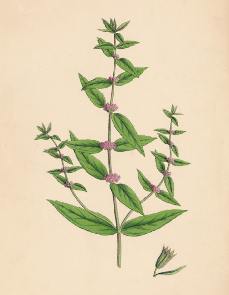 'Mentha gracilis, var. genuina. Slender Mint', 19th Century. Artist: Unknown.