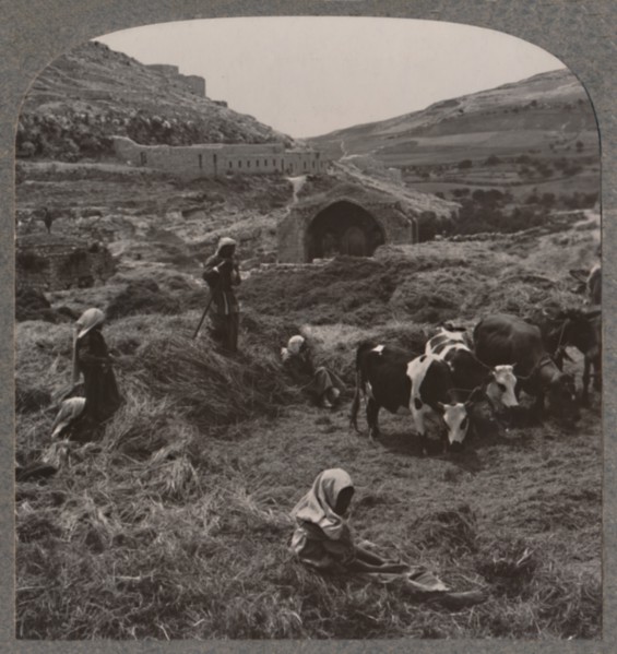 'Threshing grain near Jacob's Well', c1900. Artist: Unknown.