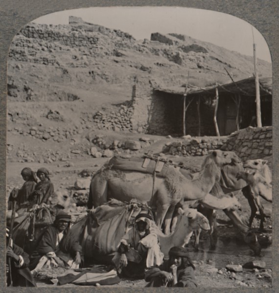 'Camel train from Jerash, watering at the Fountain of Elisha', c1900. Artist: Unknown.
