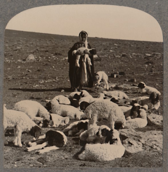 'Shepherd and flock', c1900. Artist: Unknown.