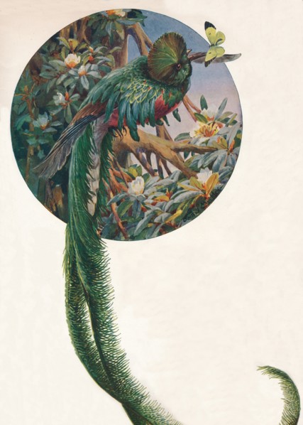 'Long-tailed Trogons', c1910, (1911). Artist: Louis Fairfax Muckley.
