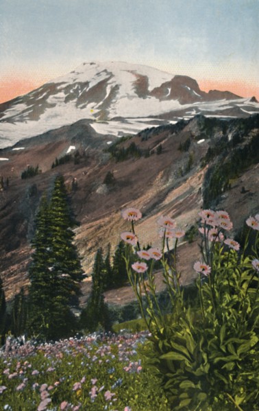 'Purple Asters, in Mount Rainier National Park', c1916. Artist: Asahel Curtis.