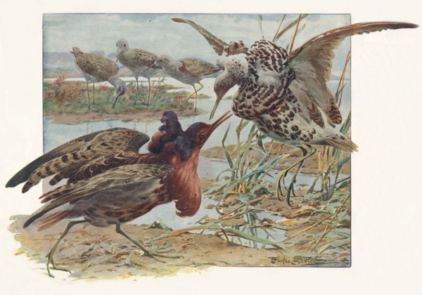 'Ruffs and Reeves', c1910, (1911). Artist: Louis Fairfax Muckley.