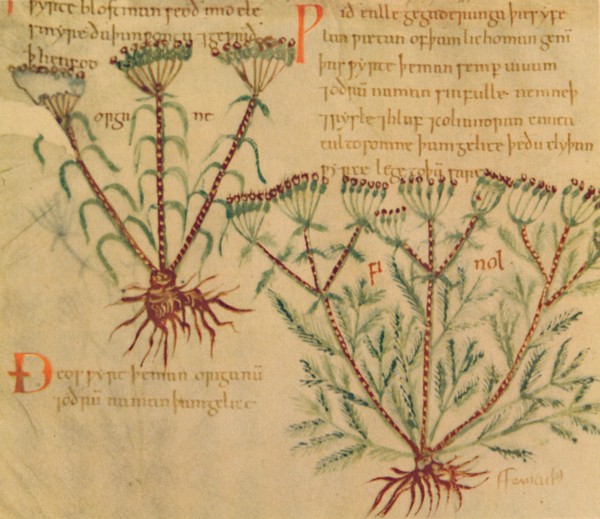 'Fennel', 1947. Artist: Unknown.