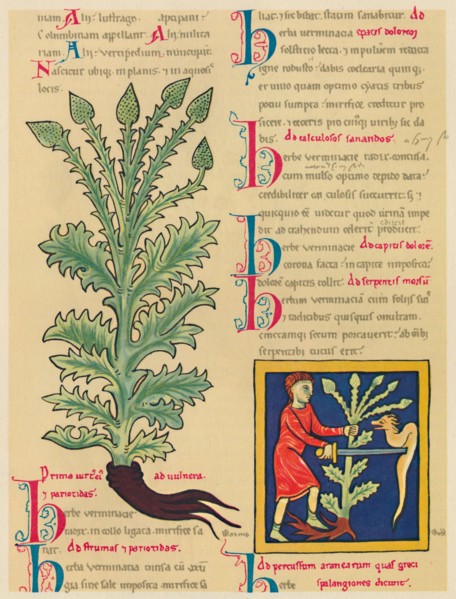 'Verbena or Vervain', 1947. Artist: Unknown.