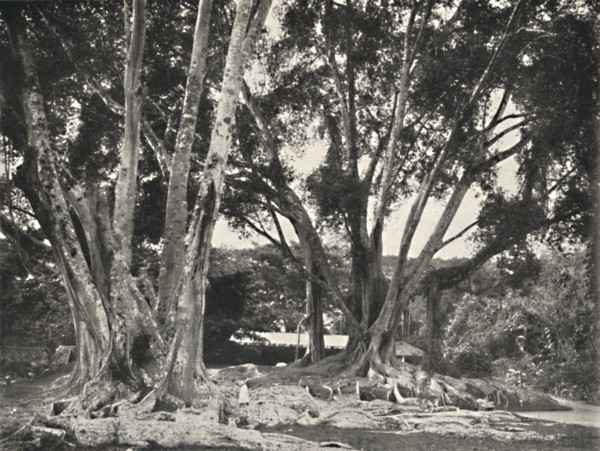 'Gummibaume (Ficus elastica)', 1926. Artist: Unknown.