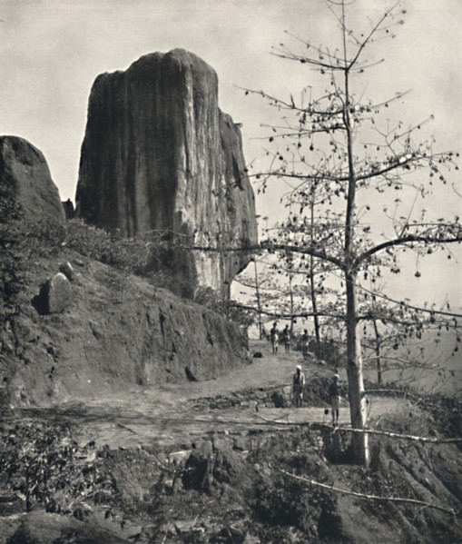 'Baumwollbaum (Bombax malabaricum) mit reifen Samen', 1926. Artist: Unknown.