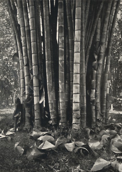 'Der untere Teil der Halme einer Pflanze des Riesenbambus in Peradeniya', 1926. Artist: Unknown.