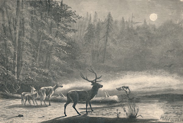 'Deer on Lake St. Regis, at night', 1883. Artist: Unknown.