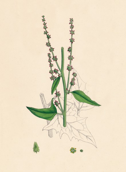'Atriplex Smithii. Smith's Orache', 19th Century. Artist: Unknown.