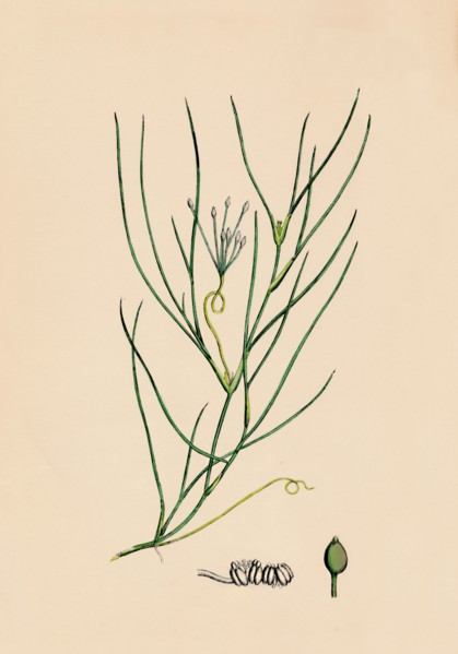 'Ruppia spiralis. Greater Ruppia', 19th Century. Artist: Unknown.