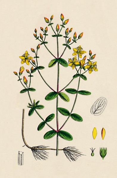 'Hypericum Boeticum. Waved-leaved St. John's Wort', 19th Century. Artist: Unknown.