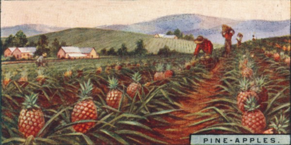 'Pine-apples. - Gathering the Fruit, Hawaii', 1928. Artist: Unknown.