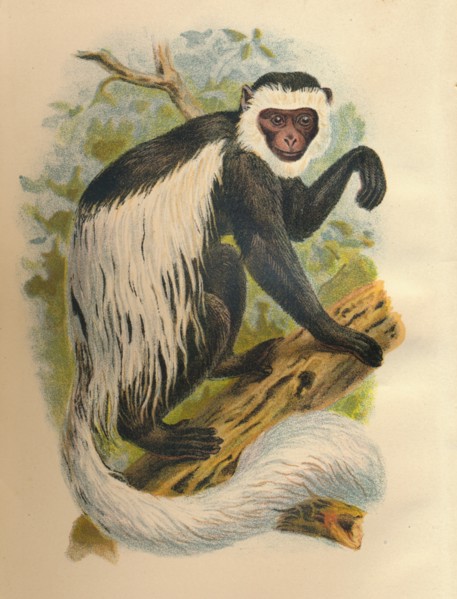 'The White-Tailed Guereza', 1897. Artist: Henry Ogg Forbes.