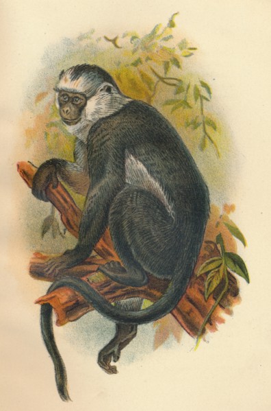 'Hose's Langur', 1897. Artist: Henry Ogg Forbes.