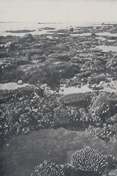 'Great Barrier Reef', 1924. Artist: Unknown.