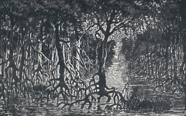 'Equatorial African Forest', 1924. Artist: Unknown.