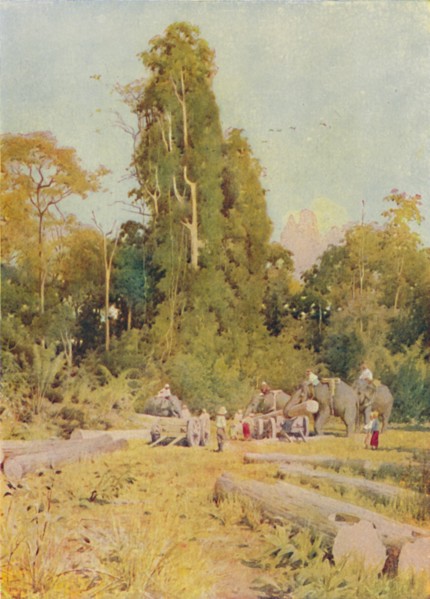 'Elephants Piling Teak', 1924. Artist: Unknown.