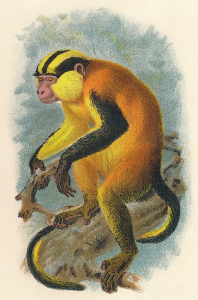 'Erzleben's Genon', 1897. Artist: Henry Ogg Forbes.