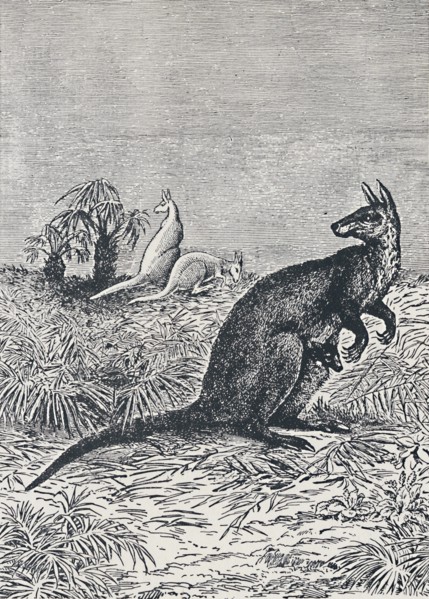 'Kangaroo', 1924. Artist: Unknown.