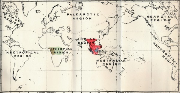 'Anthropoidea - Hylobates (Red), Simia (Blue), Gorilla (Brown), Anthropopithecus (Green)', 1897 Artist: Unknown.