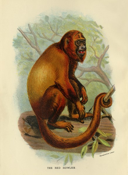 'The Red Howler', 1896. Artist: Henry Ogg Forbes.