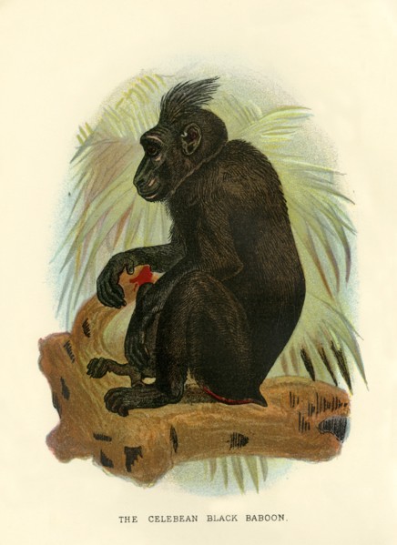 'The Celebean Black Baboon', 1896. Artist: Henry Ogg Forbes.