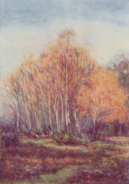 'The New Forest', 1910.