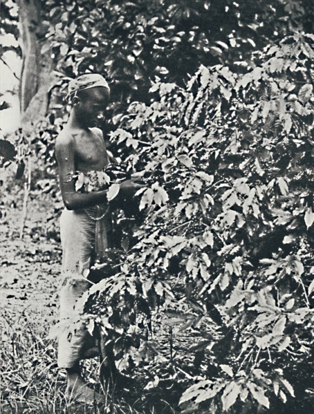 'Picking Coffee', 1916. Artist: Unknown.