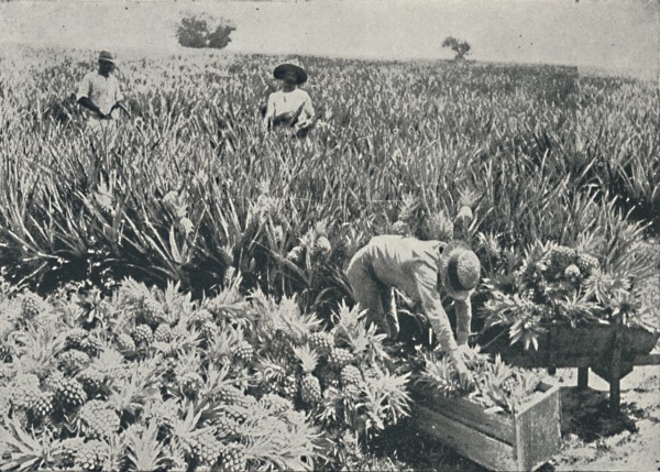 'Pine-Apple Plantation', 1916. Artist: Unknown.