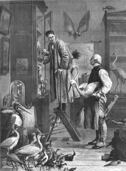 'The Ornithologist', mid-late 19th century. Artist: Unknown.