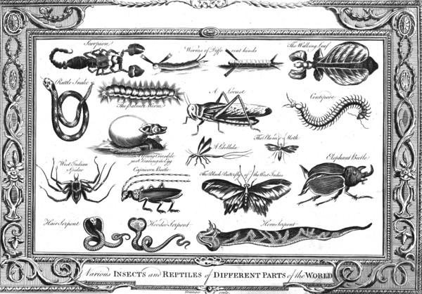 'Various Insects and Reptiles of Different Parts of the World'. Artist: W Grainger.