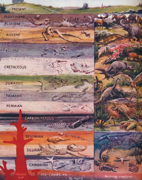 'The Succession of Life in the Rocks', 1935 . Artist: Unknown.