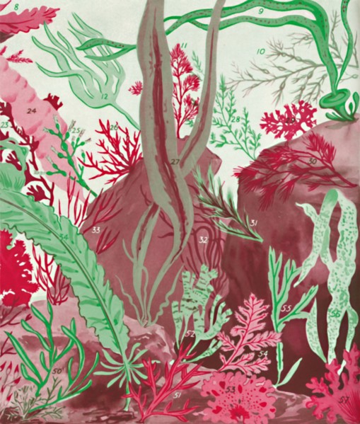 'A Collection of Over Fifty Species of Red, Green and Brown Seaweeds', 1935. Artist: Unknown.