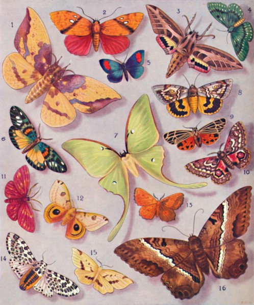'The Magnificent Colouring of Some Moths', 1935. Artist: Unknown.