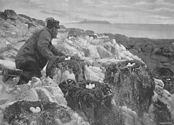 'Cormorants' Nests, Farne Islands', c1896. Artist: M Aunty.