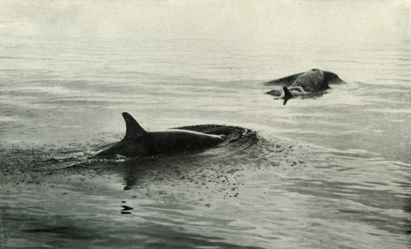 'Killer Whales Rising To Blow', c1910?1913, (1913). Artist: Herbert Ponting.