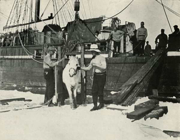 'Disembarking the Ponies', c1910?1913, (1913). Artist: Herbert Ponting.