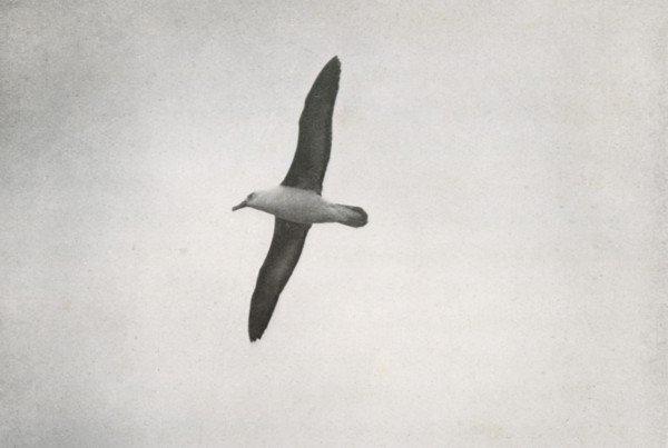 'Albatross Soaring', c1910?1913, (1913). Artist: Herbert Ponting.