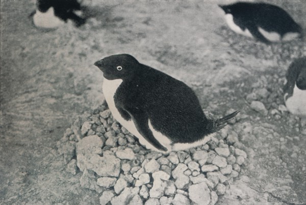 'This Penguin Has An Industrious Mate', c1911, (1913). Artist: Herbert Ponting.