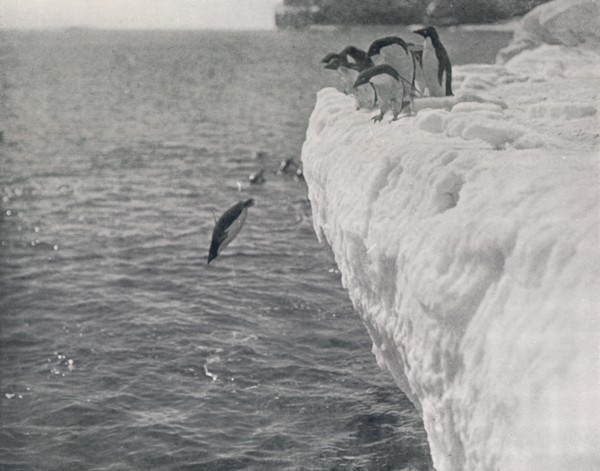 'Penguins Diving', c1911, (1913). Artist: Herbert Ponting.